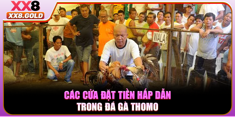 Các cửa đặt tiền hấp dẫn trong đá gà Thomo
