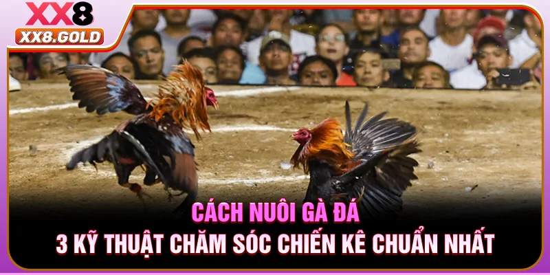 Cách Nuôi Gà Đá - 3 Kỹ Thuật Chăm Sóc Chiến Kê Chuẩn Nhất