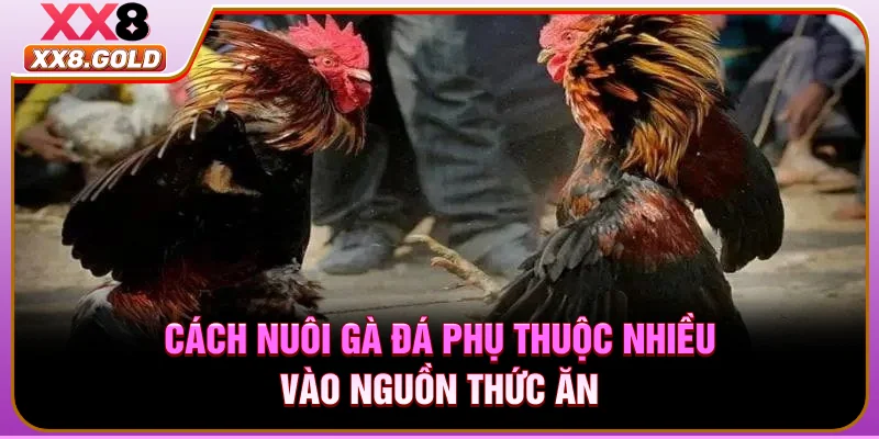 Cách nuôi gà đá phụ thuộc nhiều vào nguồn thức ăn