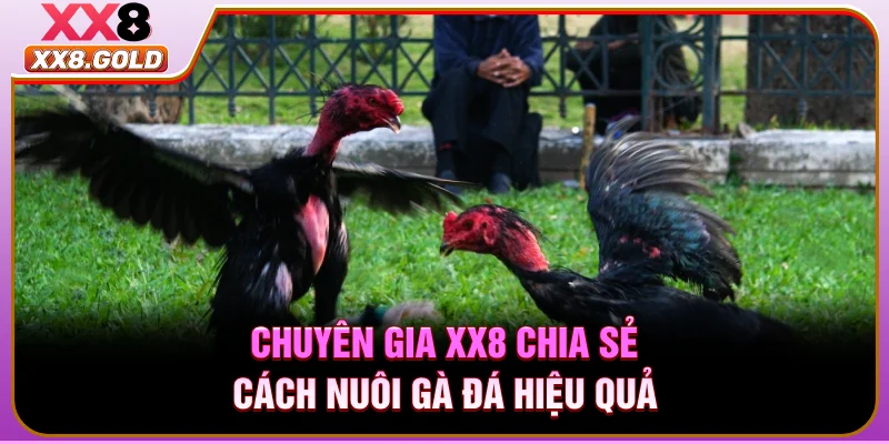 Chuyên gia XX8 chia sẻ cách nuôi gà đá hiệu quả