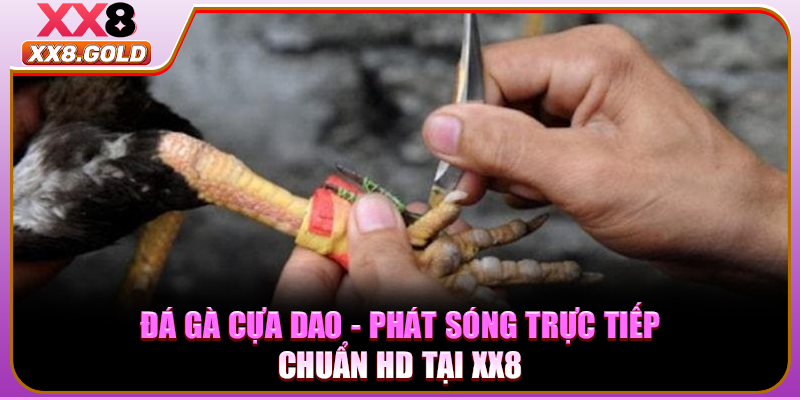 Đá gà cựa dao phát sóng trực tiếp với chất lượng cao