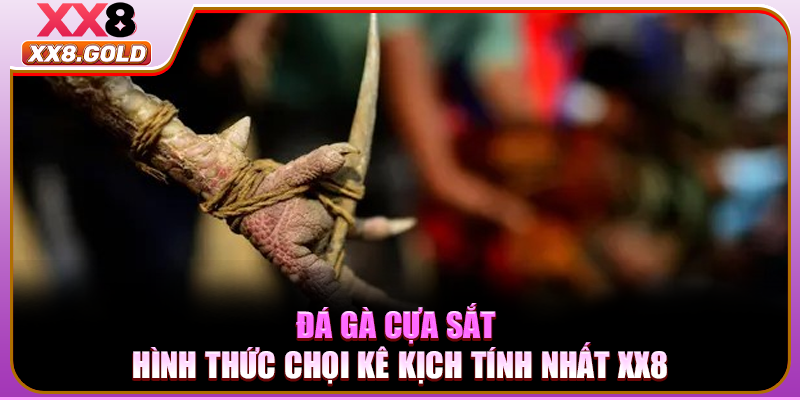 Đá Gà Cựa Sắt - Hình Thức Chọi Kê Kịch Tính Nhất XX8