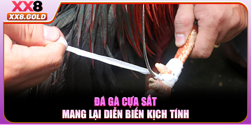 Đá gà cựa sắt mang lại diễn biến kịch tính