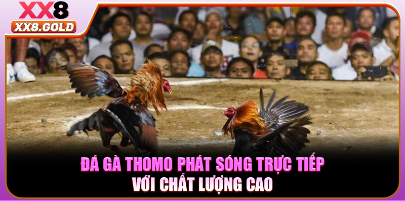 Đá gà Thomo phát sóng trực tiếp với chất lượng cao