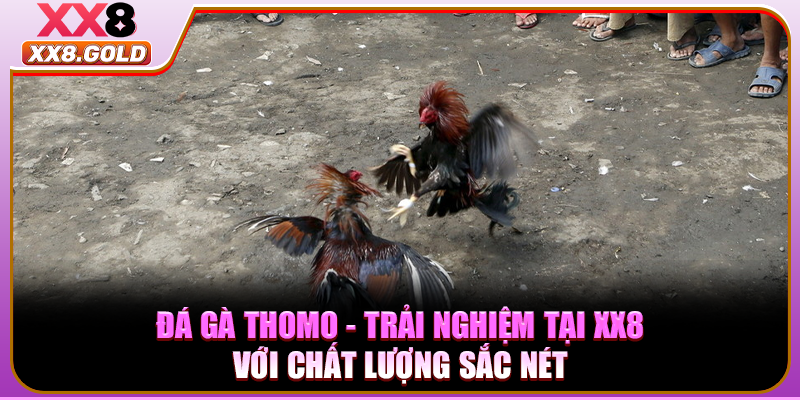 Đá Gà Thomo - Trải Nghiệm Tại XX8 Với Chất Lượng Sắc Nét