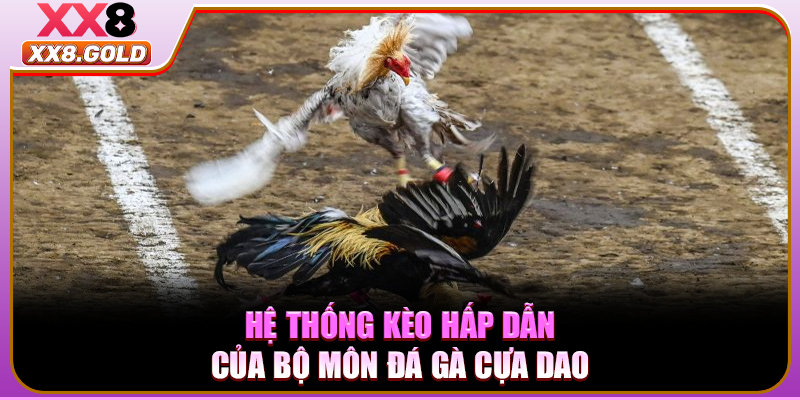 Hệ thống kèo hấp dẫn của bộ môn đá gà cựa dao