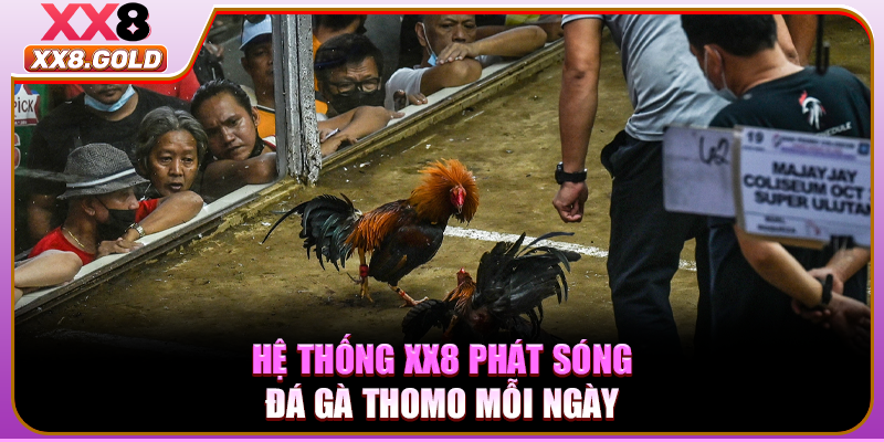 Hệ thống XX8 phát sóng đá gà Thomo mỗi ngày