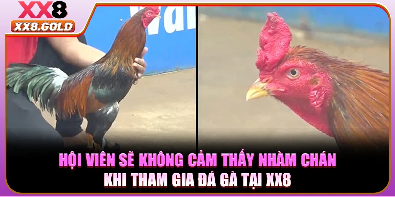 Hội viên sẽ không cảm thấy nhàm chán khi tham gia đá gà tại XX8
