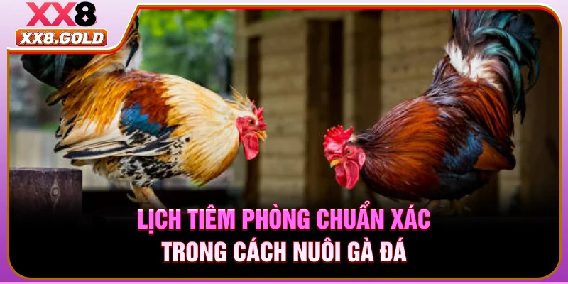 Lịch tiêm phòng chuẩn xác trong cách nuôi gà đá