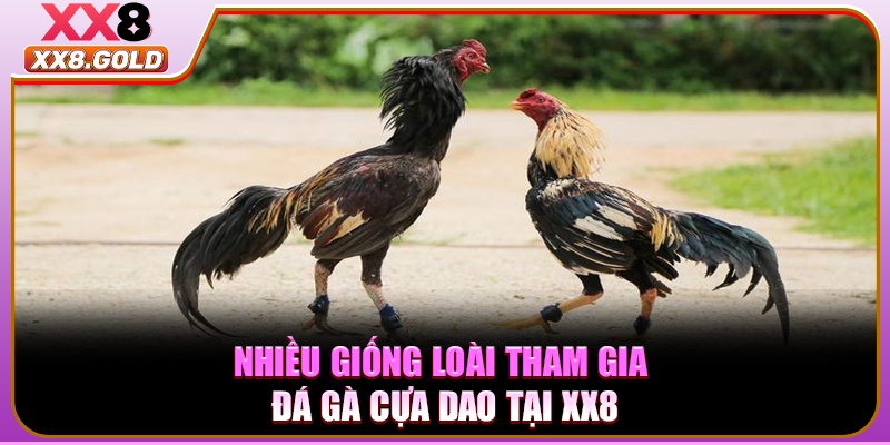 Nhiều giống loài tham gia đá gà cựa dao tại XX8