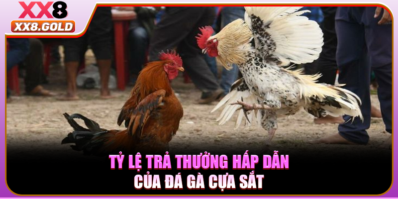 Tỷ lệ trả thưởng hấp dẫn của đá gà cựa sắt